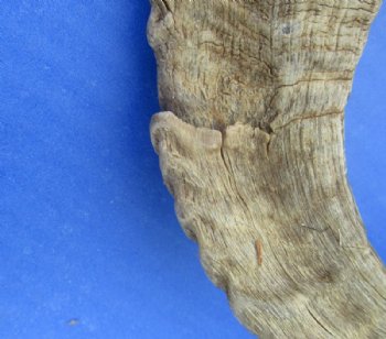 9 to 18 inches African Merino Ram, Sheep Horn for Sale - $12.00 each