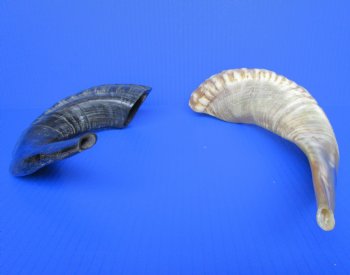 Polished Ram's Horn Shofars, Sheep Horn Shofars <font color=red> Wholesale</font> 14 to 17 inches -8 @ $19.50 each