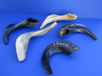 Polished Ram's Horn Shofars, Sheep Horn Shofars <font color=red> Wholesale</font> 14 to 17 inches -8 @ $19.50 each