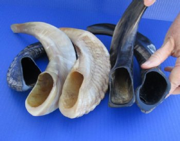 14 to 17 inches Polished Ram's Horn Shofar, Sheep Horn Shofar, War Horn - $31.99 each