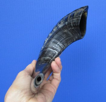 14 to 17 inches Polished Ram's Horn Shofar, Sheep Horn Shofar, War Horn - $31.99 each