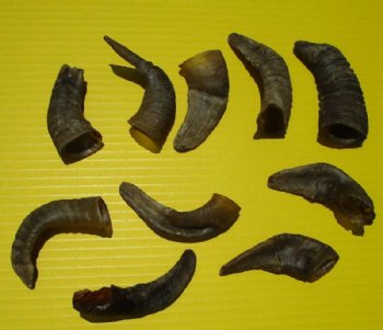 Extra Small Sheep Horns for Crafts  Under 5 Inches- 10 @ $3.92 each