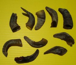 Extra Small Sheep Horns <font color=red> Wholesale</font> Under 5 inches - 40 @ $2.45 each