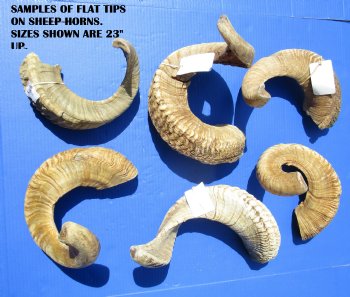 12 to 15 inches Sheep Horns, Ram Horns - 2 @ $12.00 each; 5 @ $11.20 each
