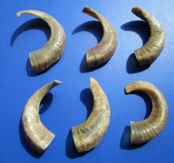 8 to 17 inches Semi-Polished Indian Sheep Horns <font color=red> Wholesale</font> - 50 @ $5.40 each