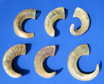 8 to 17 inches Semi-Polished Indian Sheep Horns <font color=red> Wholesale</font> - 50 @ $5.40 each