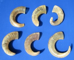 8 to 17 inches Semi-Polished Indian Sheep Horns <font color=red> Wholesale</font> - 50 @ $5.40 each