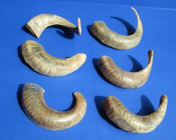 Semi-Polished Indian Sheep Horns 11 to 17 inches - 5 @ $9.75 each