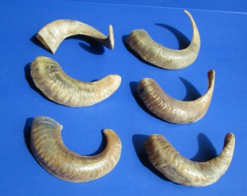 8 to 17 inches Semi-Polished Indian Sheep Horns <font color=red> Wholesale</font> - 50 @ $5.40 each