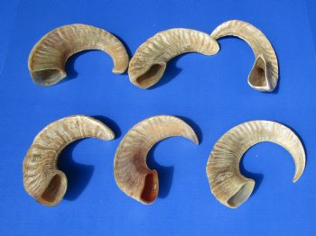 8 to 17 inches Semi-Polished Indian Sheep Horns <font color=red> Wholesale</font> - 50 @ $5.40 each