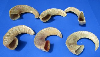 8 to 17 inches Semi-Polished Indian Sheep Horns <font color=red> Wholesale</font> - 50 @ $5.40 each