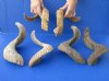 18 to 19-7/8 inches Sheep Horn Pairs  (1 right, 1 left) - $34.99 a pair 