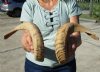 20 to 22 inches Wholesale Pairs Ram Horns for Sale, Sheep Horns for Sale (1 right, 1 left) - Case of 3 pairs @ $35.00 a pair