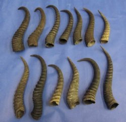 Male Springbok Horns 8 to 11 inches;  2 @ $8.80 each; 5 @ $8.25 each