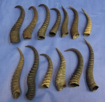 8 to 11 inches Male Springbok Horns <font color=red> Wholesale</font>- Pack of 20 @ $5.50 each