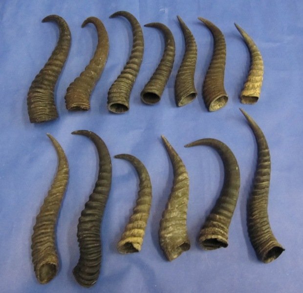 S lot of Real Male South African Springbok Horns Approx 10-13 Inches 10 pc 