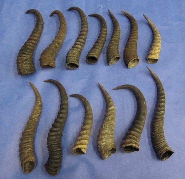 2 pc lot of 9 to 11 inch Male South African Springbok Horns Taxidermy S 