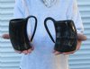 5 inches tall <font color=red> Wholesale</font> Polished Water Buffalo Horn Beer Mugs for Sale in Bulk - Case of 15 @ $13.00 each