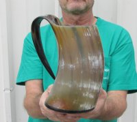 20 ounces Ox Horn Beer Mugs<font color=red> Wholesale</font> 7 inches - 12 @ $21.60 each