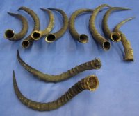 African Impala horns<font color=red> Wholesale</font> 16 inches to 22 inches - 12 @ $12.00 each
