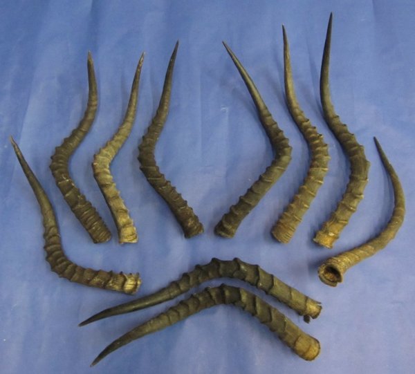 2 African Impala horns 18 inches to 22 inches.