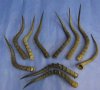 <font color=red> Wholesale</font>  Real African Impala horns 16 inches to 22 inches - Case of 12 @ $12.00 each