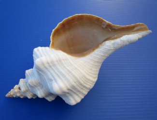 Horse Conch Shells