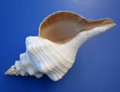 Horse Conch Shells 