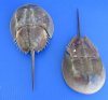 11 to 13 inches Extra Large Dried Atlantic Horseshoe Crabs for Sale - Pack of 2 @ $12.00; Pack of 6 @ $9.60 each; 