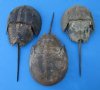 11 to 13 inches <font color=red> Wholesale</font> Extra Large Sun Dried Molted Atlantic Horseshoe Crabs for Sale in Bulk - Case of 14 @ $6.75 each