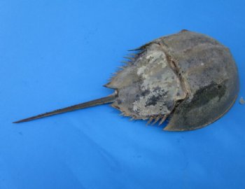 11 to 13 inches Extra Large Dried Atlantic Horseshoe Crabs for $10.99