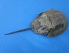 11 to 13 inches Extra Large Dried Atlantic Horseshoe Crabs for Sale - Pack of 1 @ $11.99