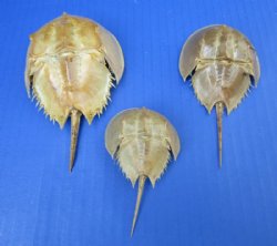 2 to 4-3/4 inches Small Dried Molted Atlantic Shoe Crabs for Crafts  - Pack of 5 @ $5.50 each; Pack of 10 @ $5.00 each