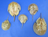 2 to 4-3/4 inches Small Dried Molted Atlantic Shoe Crabs for Crafts  - Pack of 5 @ $5.25 each; Pack of 10 @ $5.00 each