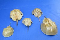 Small Dried Molted Atlantic Shoe Crabs <font color=red> Wholesale</font> (2"-4-3/4") - 20 @ $5.40 each