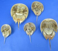 Small Dried Molted Atlantic Shoe Crabs <font color=red> Wholesale</font> (2"-4-3/4") - 20 @ $5.40 each