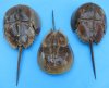 4 to 6-7/8 inches <font color=red> Wholesale</font> Sun Dried Molted Horseshoe Crabs for Sale in Bulk - Case of 30 @ $3.15 each
