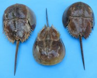 5 to 6-7/8 inches Dried Molted Atlantic Horseshoe Crab - <font color=red> 2 @ $5.50 each</font> (Plus $7.00 Postage)