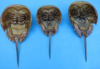 5 to 6-7/8 inches Sun Dried Molted Horseshoe Crabs <font color=red> Wholesale</font> - 28 @ $3.50 each
