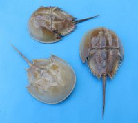 5 to 6-7/8 inches Dried Molted Atlantic Horseshoe Crab - <font color=red> 2 @ $5.50 each</font> (Plus $7.00 Postage)