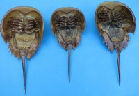 5 to 6-7/8 inches Dried Molted Atlantic Horseshoe Crab - <font color=red> 2 @ $5.50 each</font> (Plus $7.00 Ground Advantage Mail)