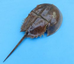 4 to 6-7/8 inches Sun Dried Molted Horseshoe Crabs <font color=red> Wholesale</font> - 28 @ $3.50 each