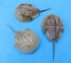 7 to 8-7/8 inches <font color=red> Wholesale</font> Sun Dried Molted Atlantic Horseshoe Crabs in Bulk - Case of 20 @ $5.85 each