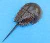 Dried Large Molted Atlantic Horseshoe Crabs for Sale 9 to 11 inches long - You will receive one that looks <font color=red> Similar </font> to those pictured - Pack of 1 @ $10.50 each; Pack of 6 @ $9.45 each; Bulk Pack of 12 @ $7.50 each
