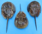 Dried Molted Horseshoe Crabs