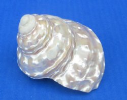 White Pearlized Wavy Turban Astrea Undosa Shells (3.5"-4") - 3 @ $6.40 each; 6 @ $5.80 each