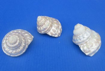 Wholesale White Pearly Wavy Turban Astrea Undosa Shells (3.50"-4") - 27 @ $3.60 each