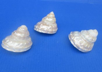 White Pearlized Wavy Turban Astrea Undosa Shells (3.5"-4") - 3 @ $6.40 each; 6 @ $5.80 each