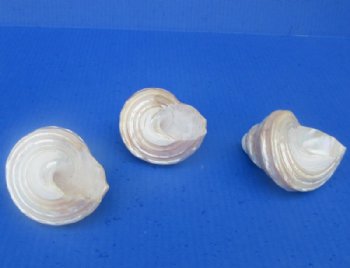 Wholesale White Pearly Wavy Turban Astrea Undosa Shells (3.50"-4") - 27 @ $3.60 each