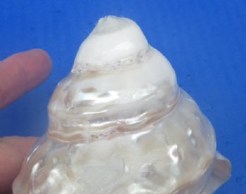 White Pearlized Wavy Turban Astrea Undosa Shells (3.5"-4") - 3 @ $6.40 each; 6 @ $5.80 each